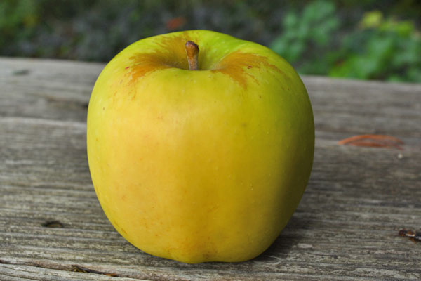 Apple Grimes Golden