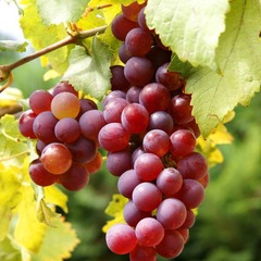 Grape 'Flame'