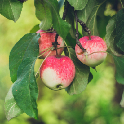 Apple Holland