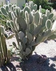 Opuntia Species, Prickly Pear Cactus, Cocoche Loco, Nopal Crinado