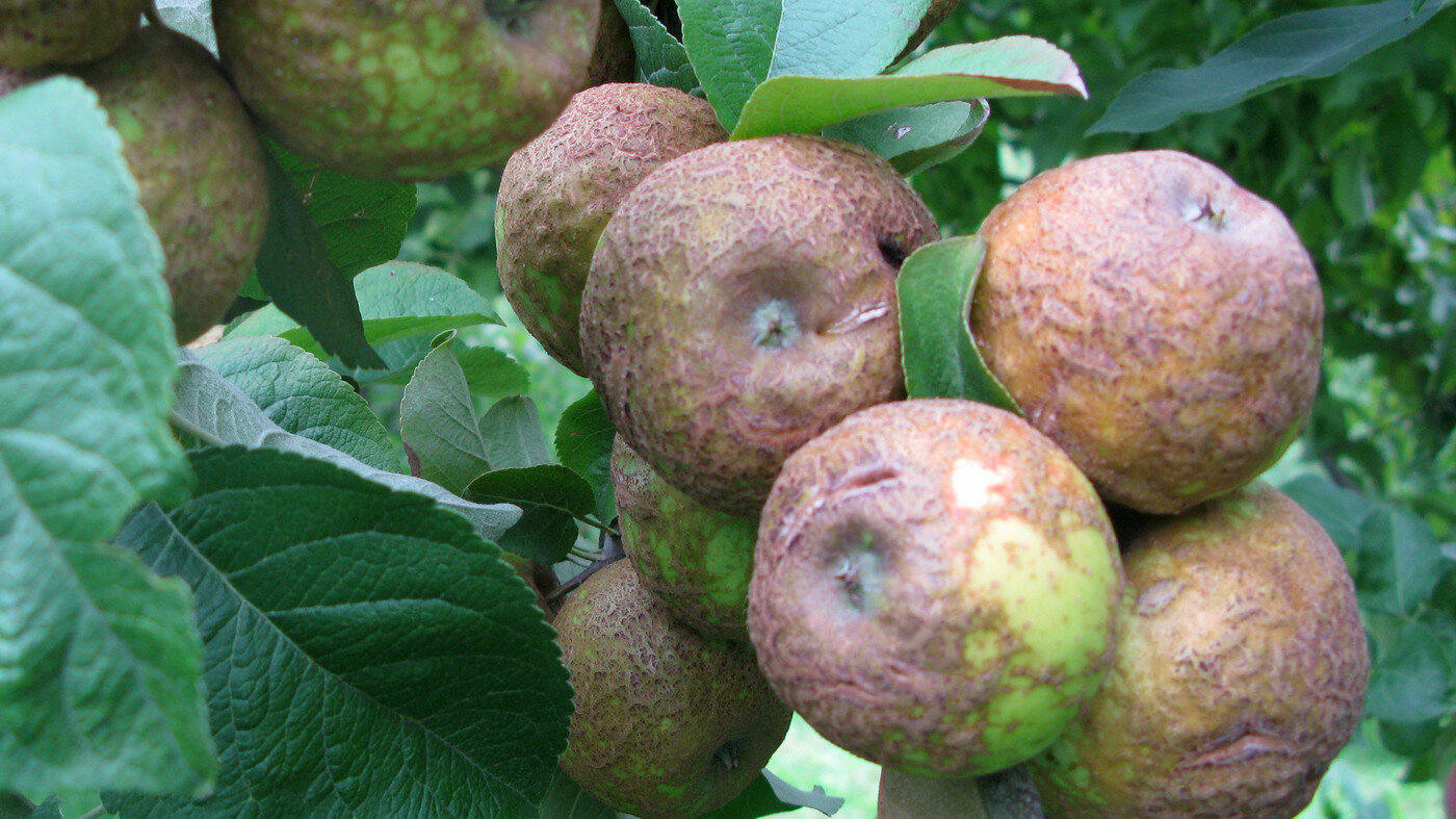 Apple Knobbed Russet