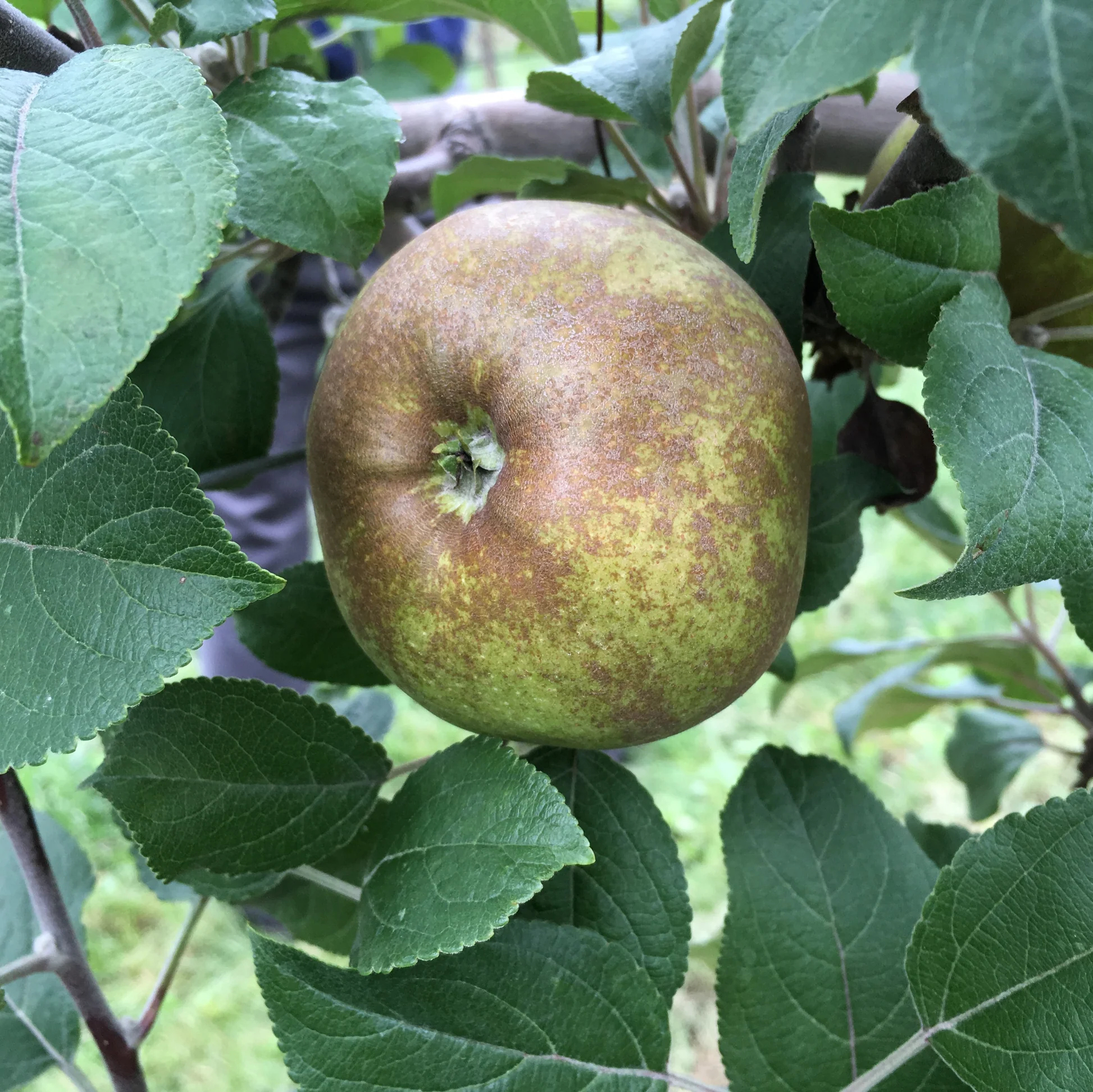 Apple Medaille dOr
