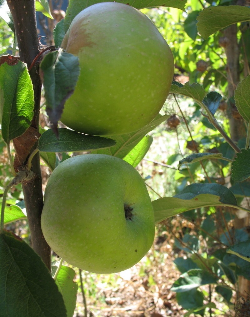 Apple Newtown Pippin
