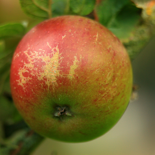 Apple Norfolk Beefing