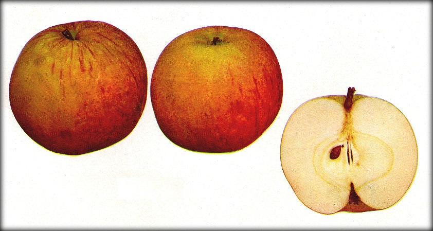 Apple Pewaukee
