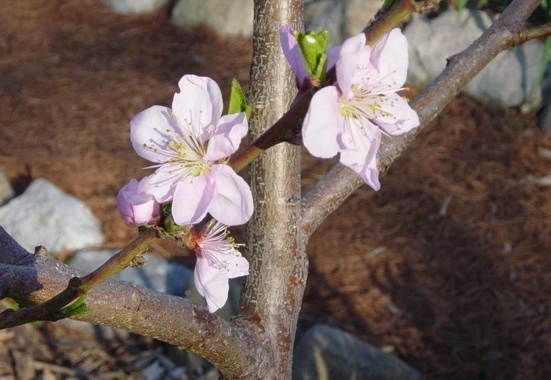 Nectarine Juneglo