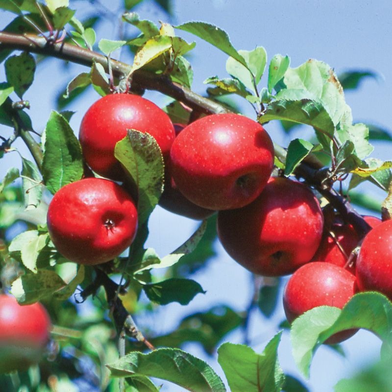 Apple Rome Beauty