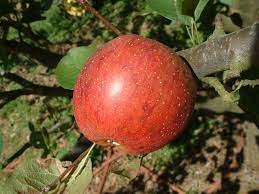 Apple Shockley