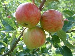 Apple Summer Rose