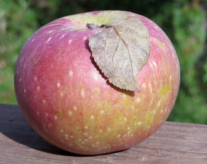 Apple Virginia Beauty