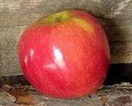 Apple Wealthy