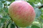 Apple Winter Sweet Paradise