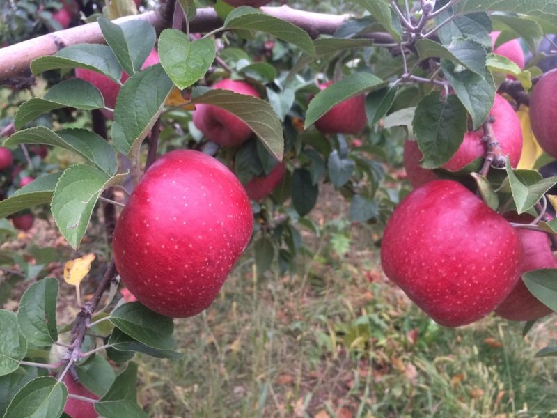 Apple York Imperial