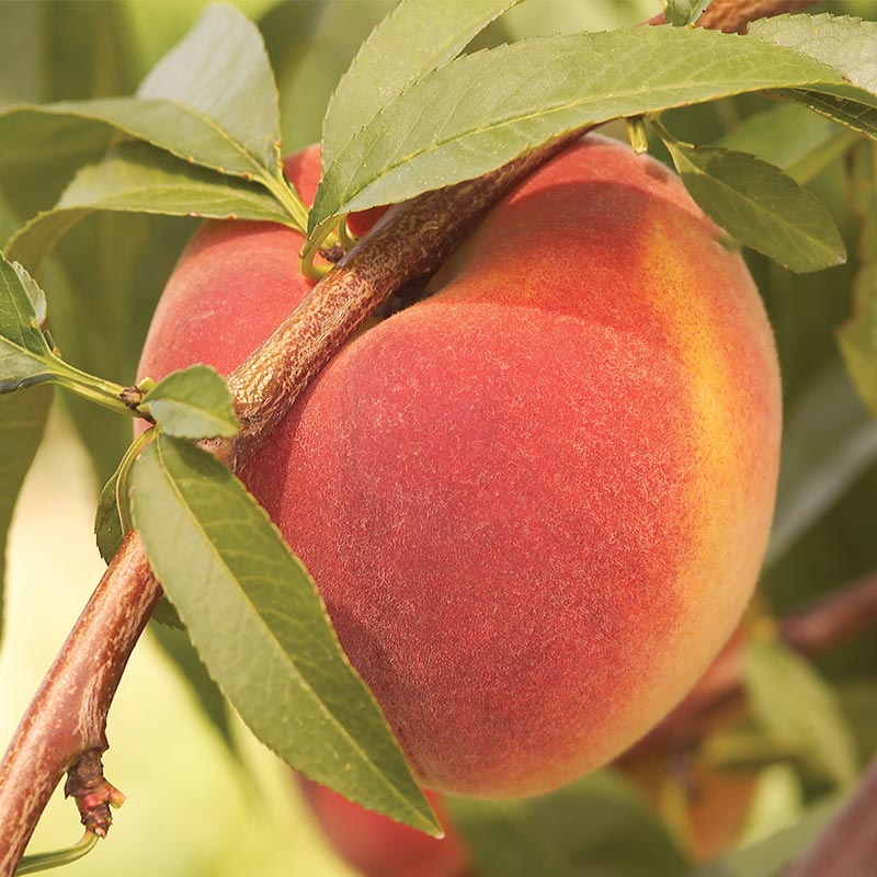 Peach Contender