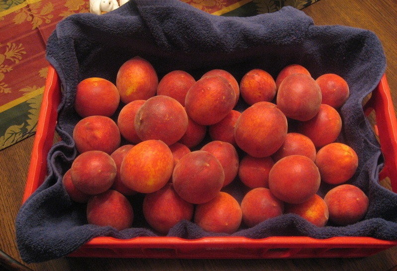 Peach Rich May