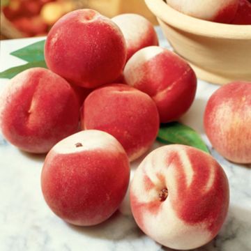 Peach Blushingstar