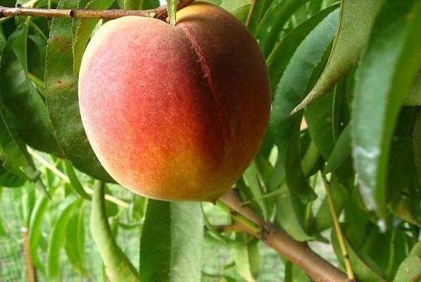 Peach Flameprince