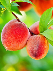 Peach 'Autumnprince'