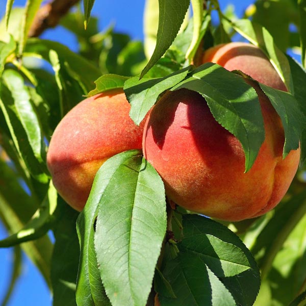 Peach Fay Elberta