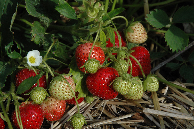 Strawberry Surecrop