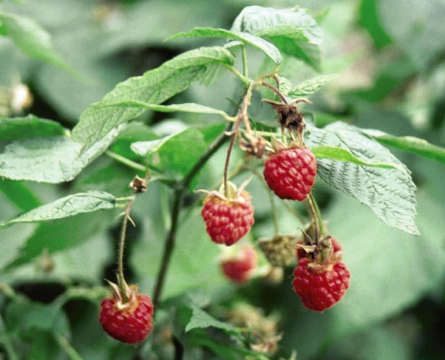 Raspberry, Red Raspberry, European Raspberry Killarney