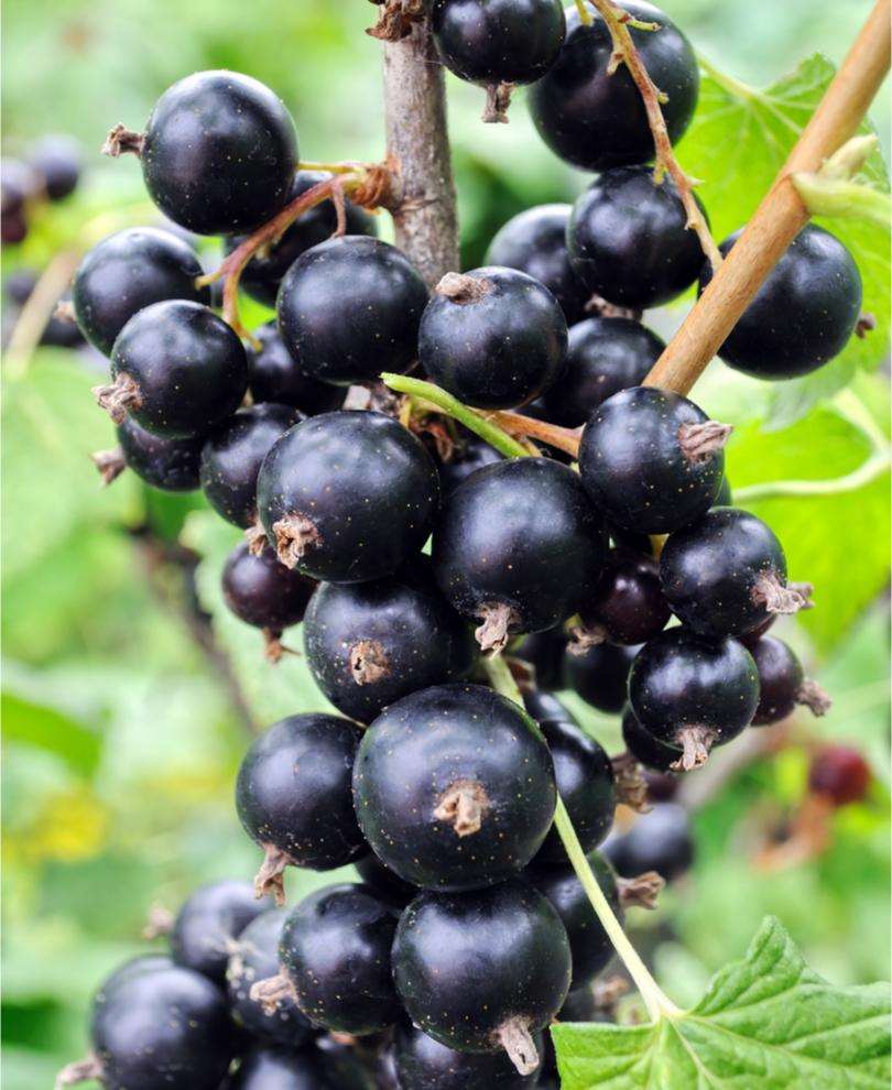 Black Currant Risager