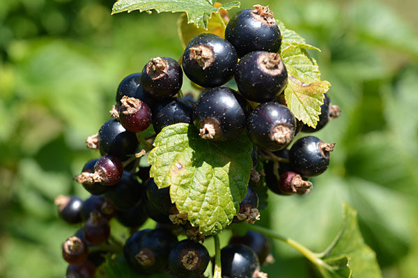 Black Currant Blackdown