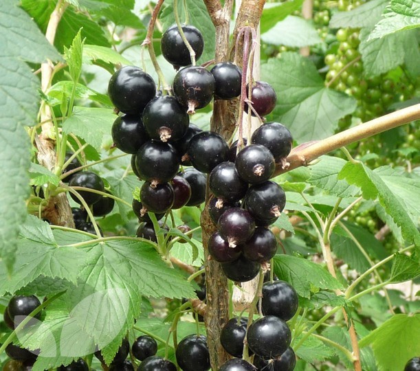 Black Currant Ben Sarek
