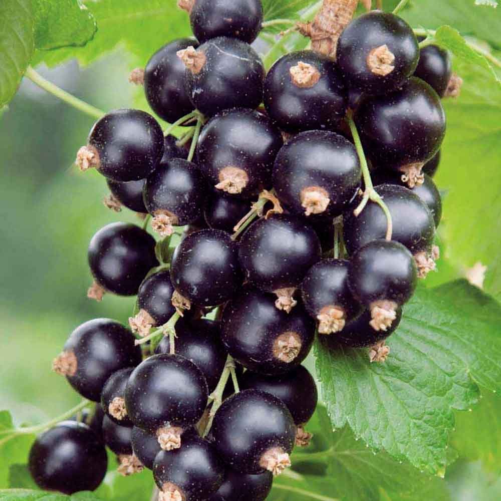 Black Currant Ben Lomond