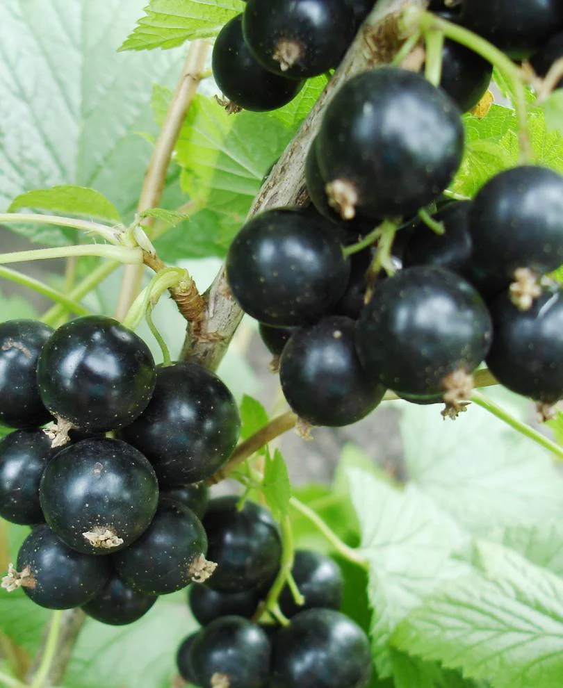 Black Currant Hilltop Baldwin