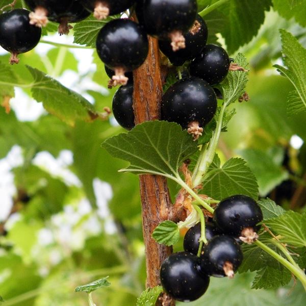 Black Currant Ben Alder