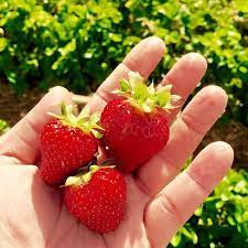 Strawberry Pocahontas