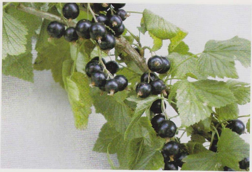 Black Currant Tenah