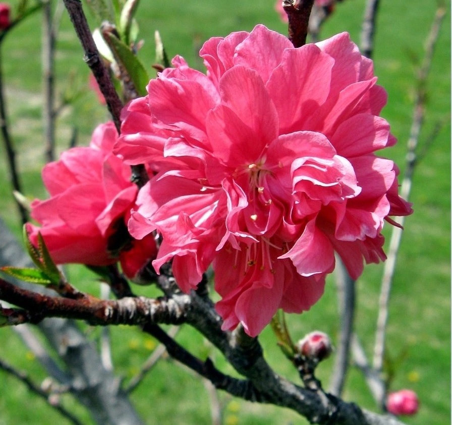 Peach NCSU Dwarf Double Red
