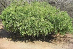 Lycium Species, Fremont Lycium, Wolfberry