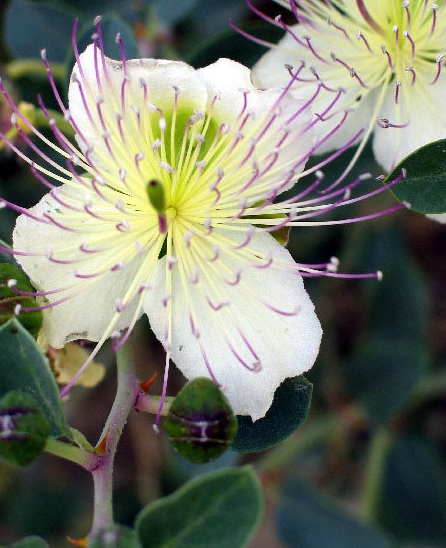 Capparis Species, Flinders Rose, Spineless Caper Bush