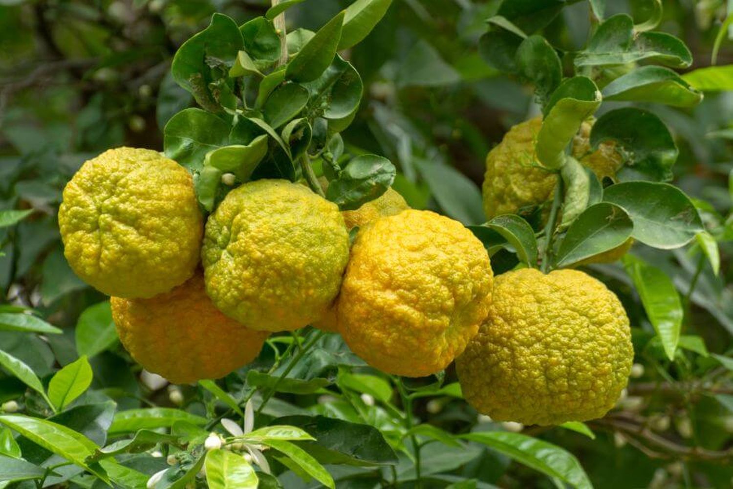 Citrus Hybrid, Bergamot Orange