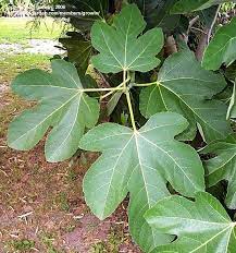 Common Fig, Edible Fig, Higo Desert King