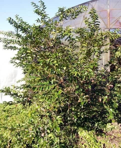 Ceylon Gooseberry, Ketembilla