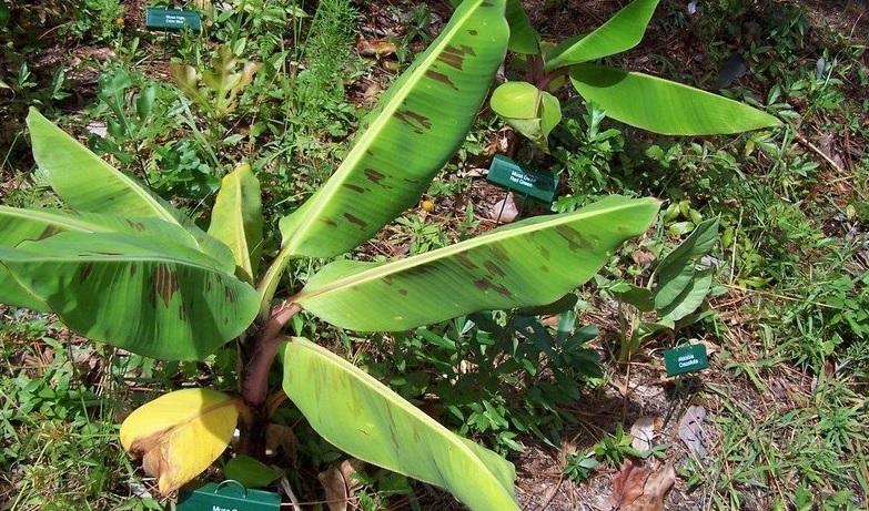 Musa, Banana Gran Nain