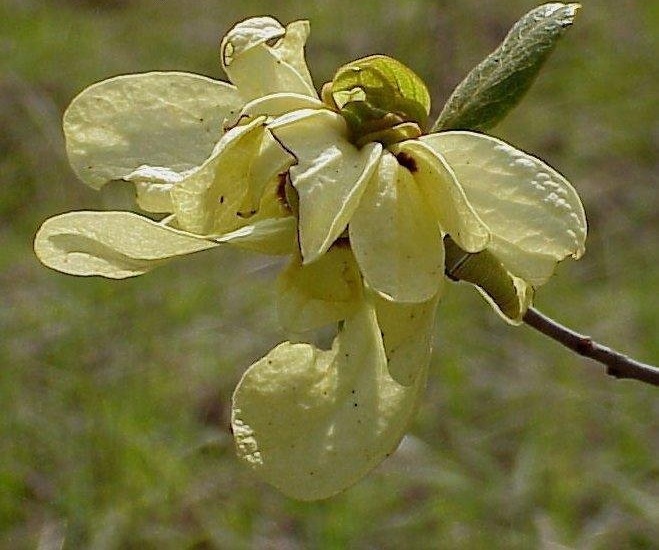Bigflower Pawpaw or Scrub Pawpaw