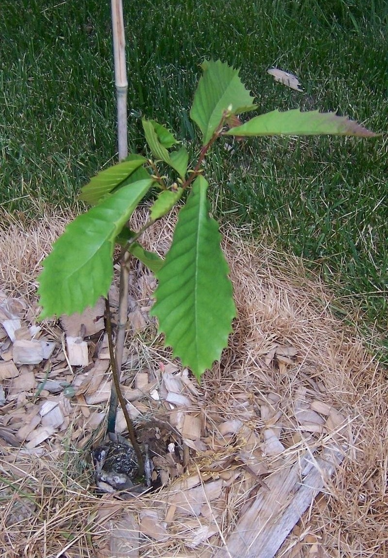 Chestnut Timburr