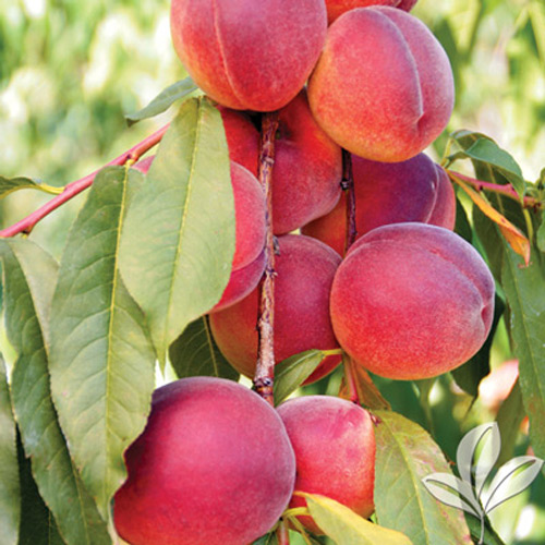 Peach Indian Red