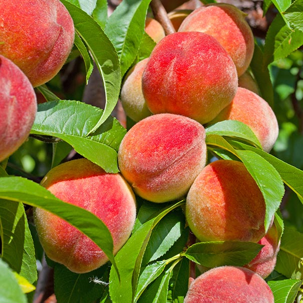 Peach Majestic