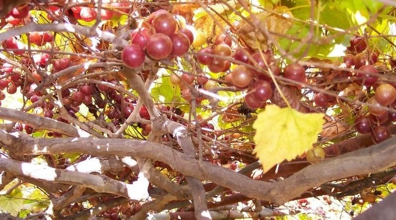 Muscadine, Southern Fox Grape, Scuppernong, Bullace Summit