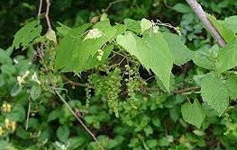 Muscadine, Southern Fox Grape, Scuppernong, Bullace Tara