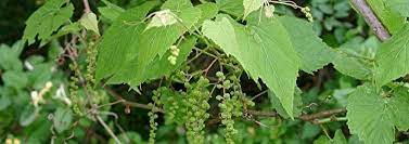 Muscadine, Southern Fox Grape, Scuppernong, Bullace Ison