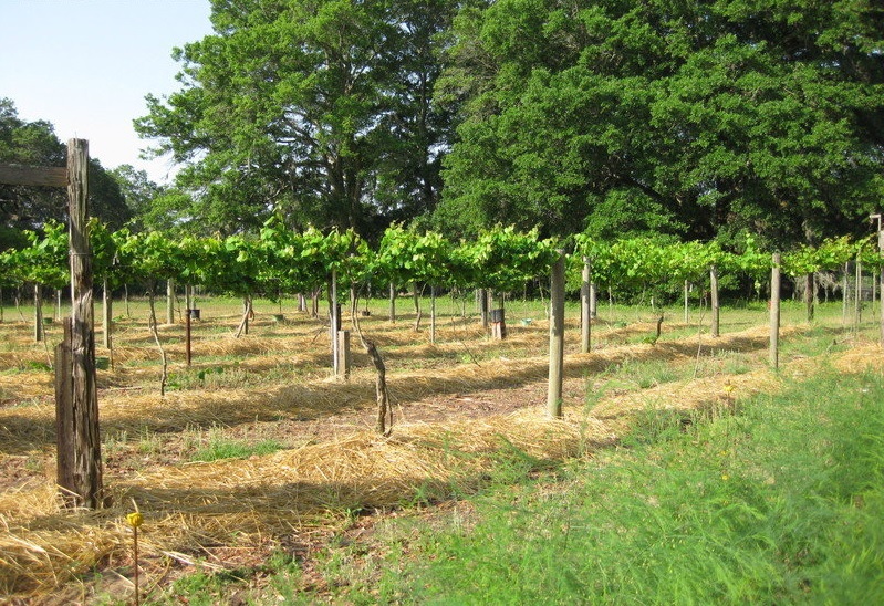 Muscadine, Southern Fox Grape, Scuppernong, Bullace Darlene