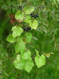 Muscadine, Southern Fox Grape, Scuppernong, Bullace Supreme