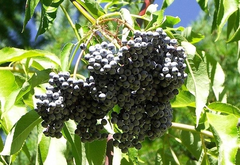 Blue Elderberry